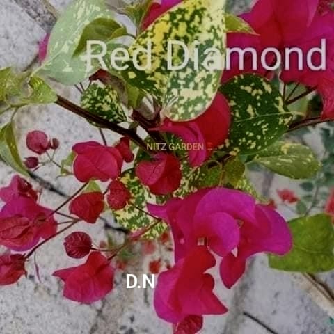 Red Diamond