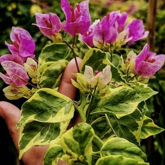 Violet September Variegated/Vietnam Splash Variegated (Grafted)