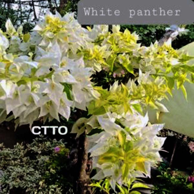 White Panther